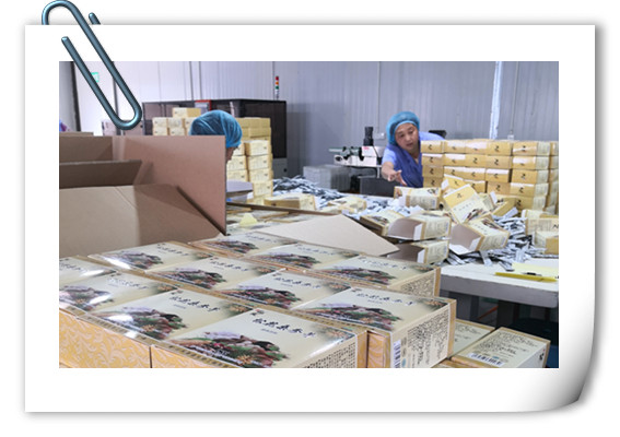 增强免疫力产品片剂代加工山东代工厂德州健之源生物公司，哪里有专业压片糖果代加工厂家